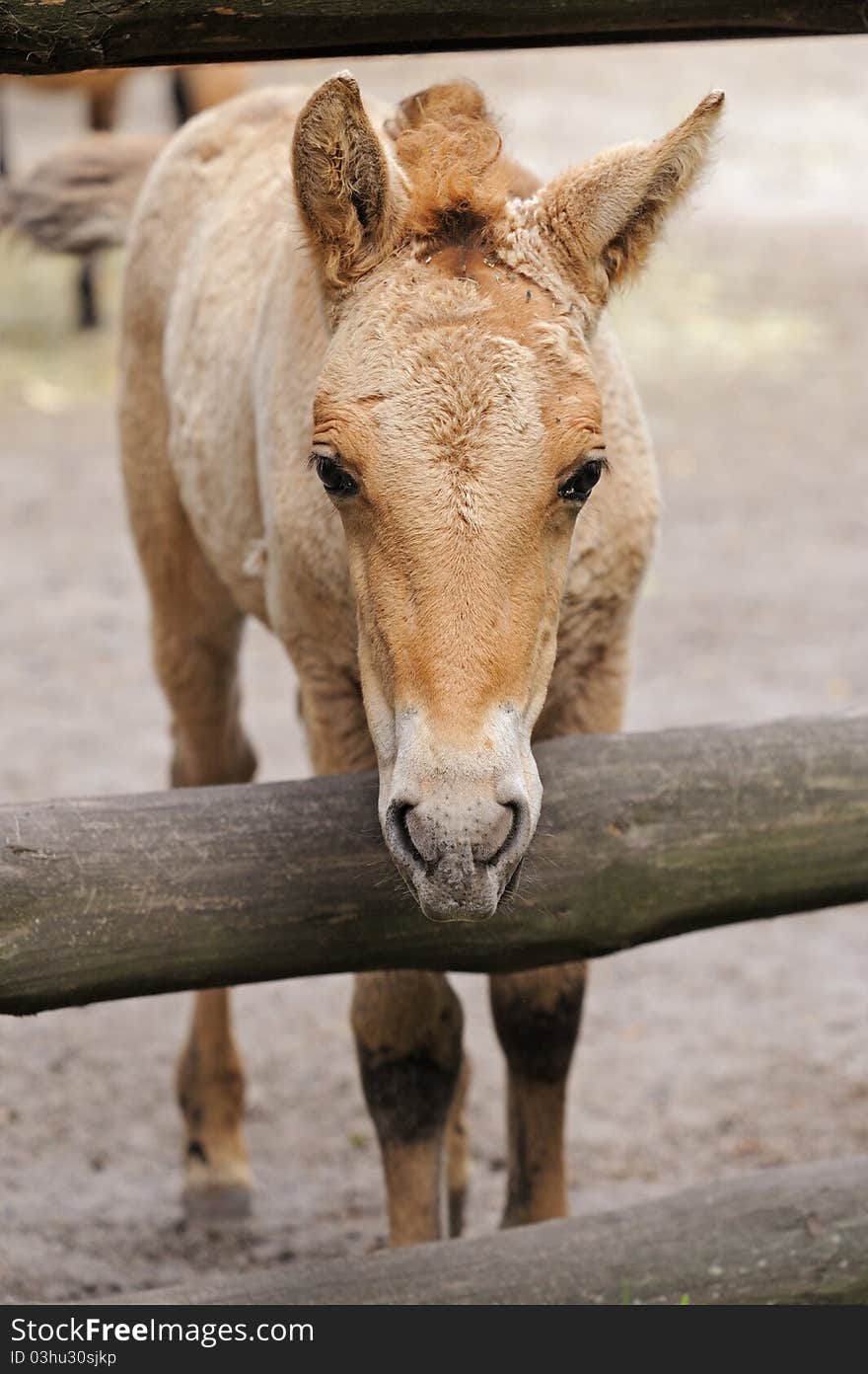 Horse in a natural habitat