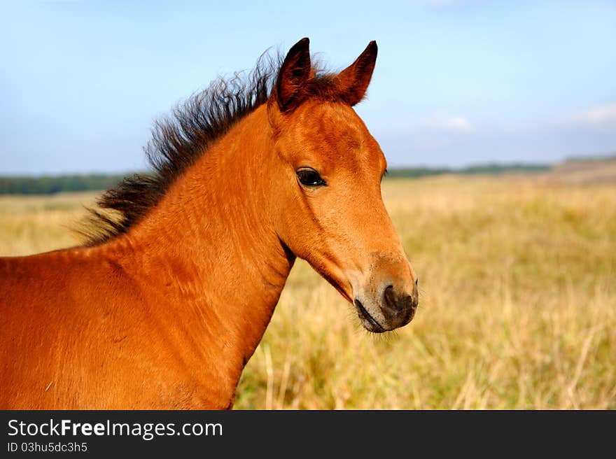 A horse grazing on a green grass