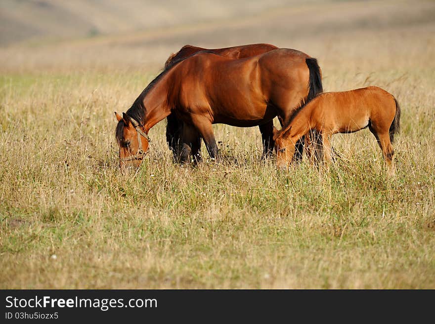 A horse grazing on a green grass