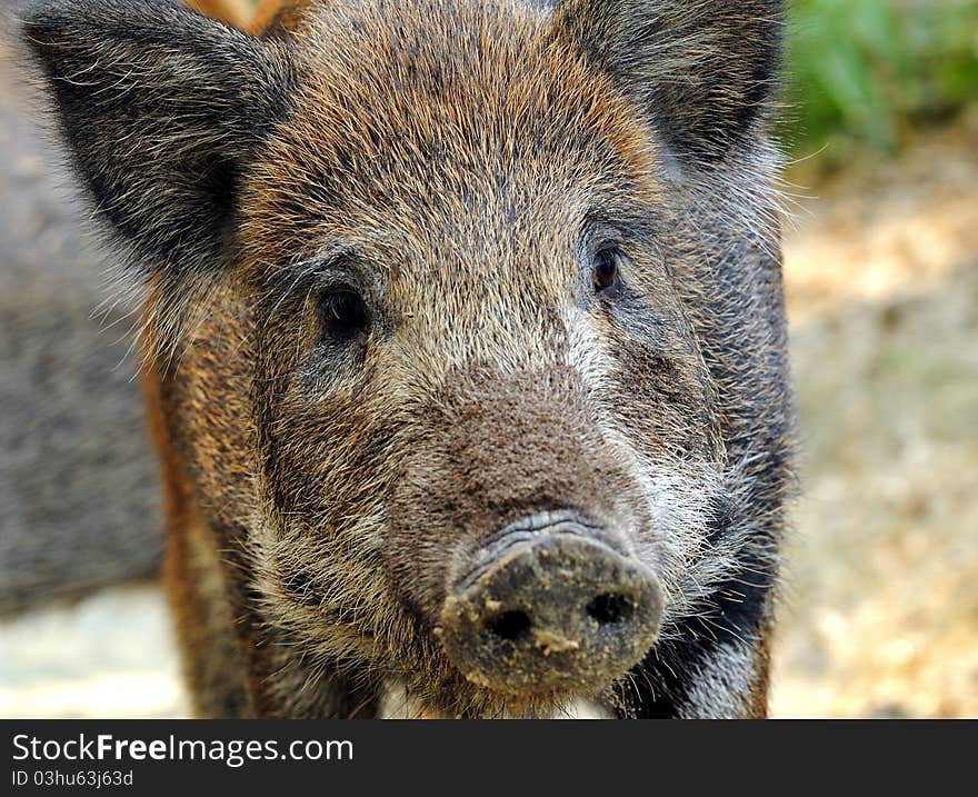 Wild wild boar