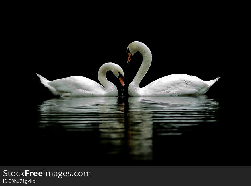 Swan