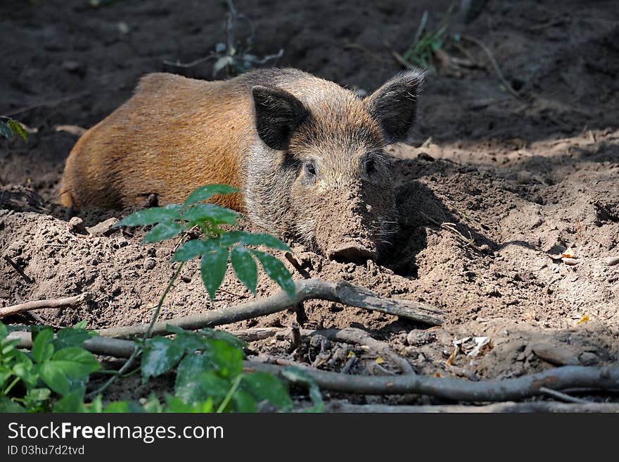 Wild Wild Boar