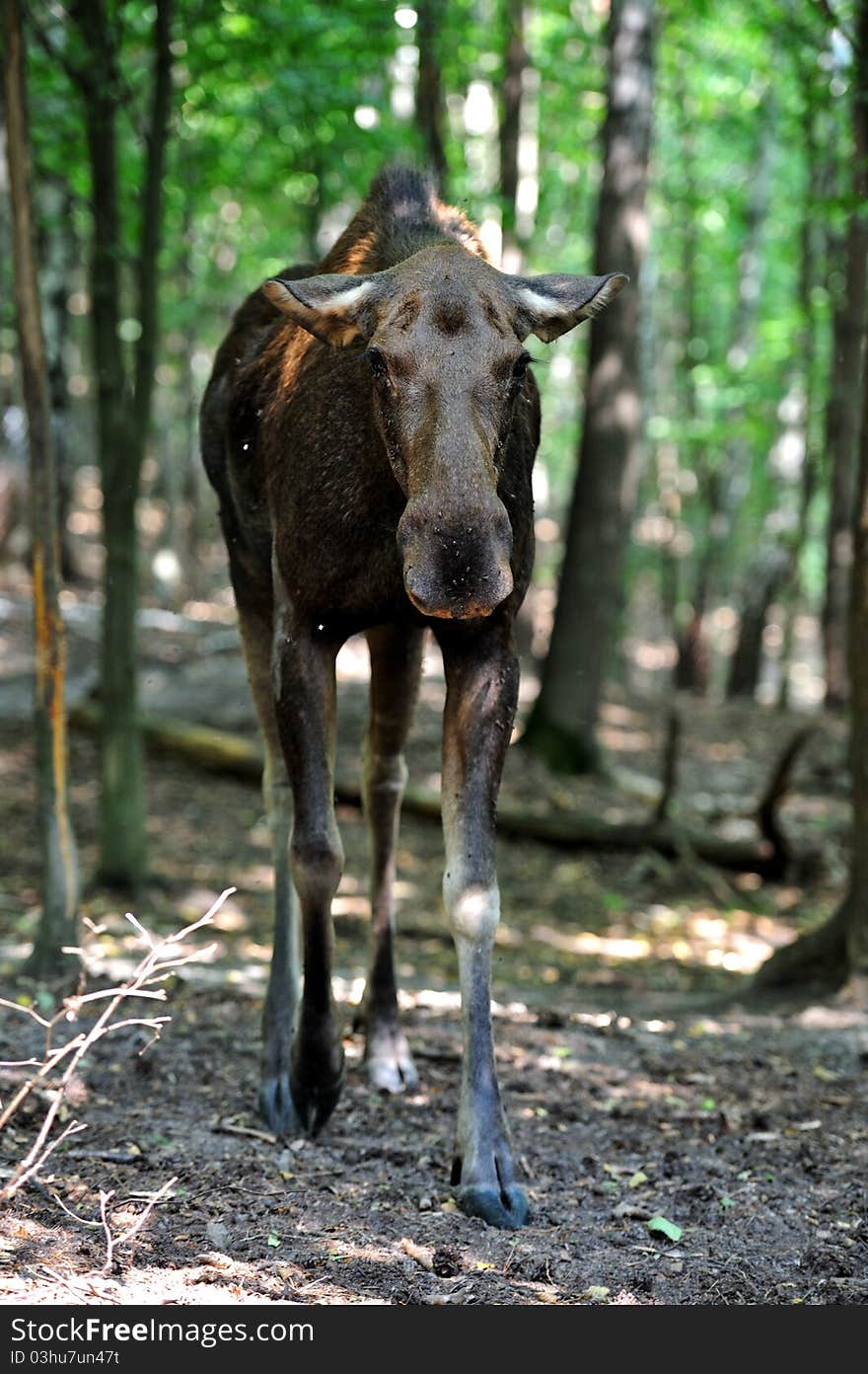 Elk