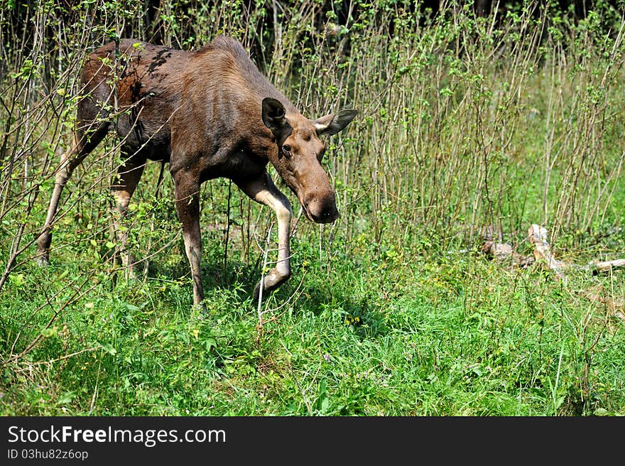 Elk