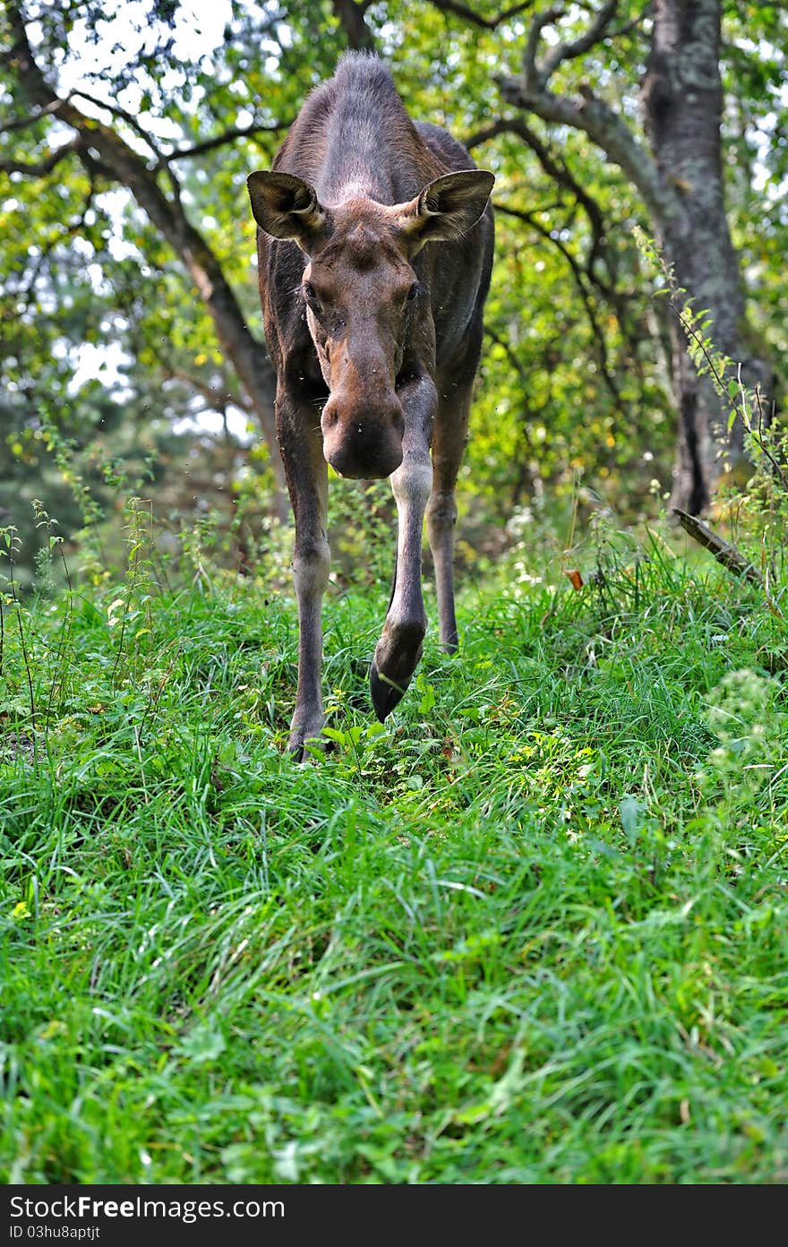 Elk