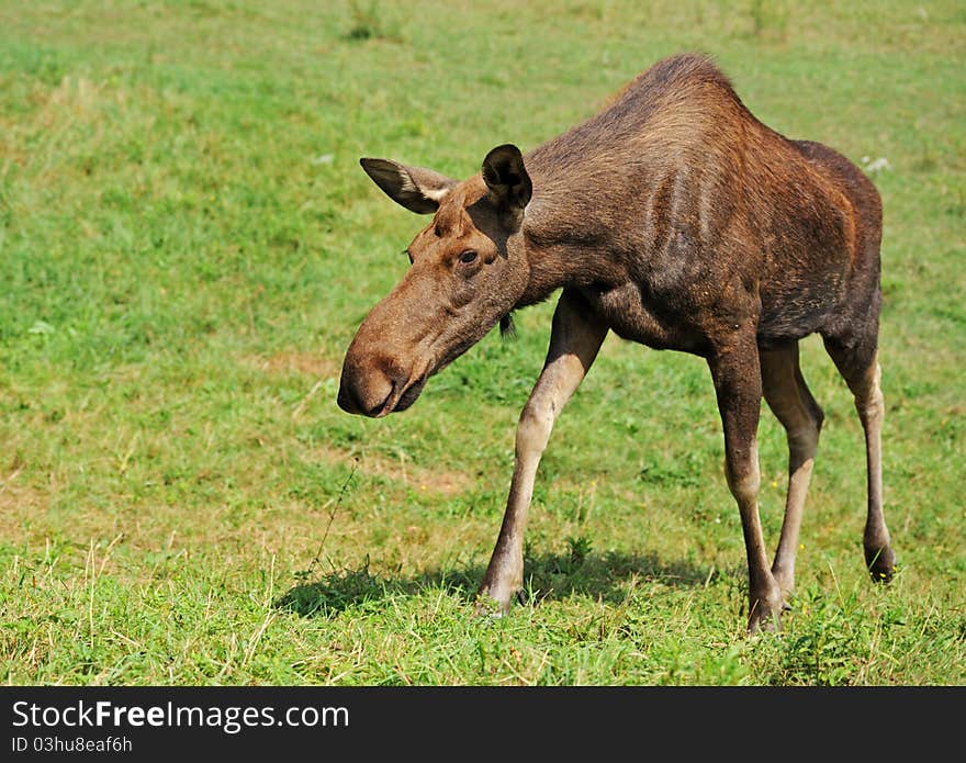 Elk