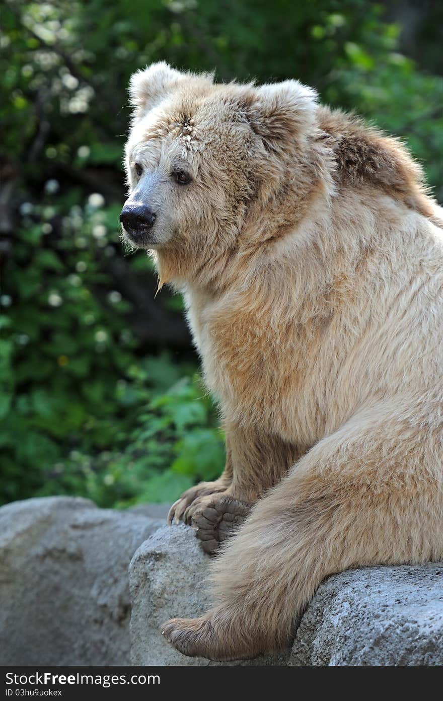 Brown Bear