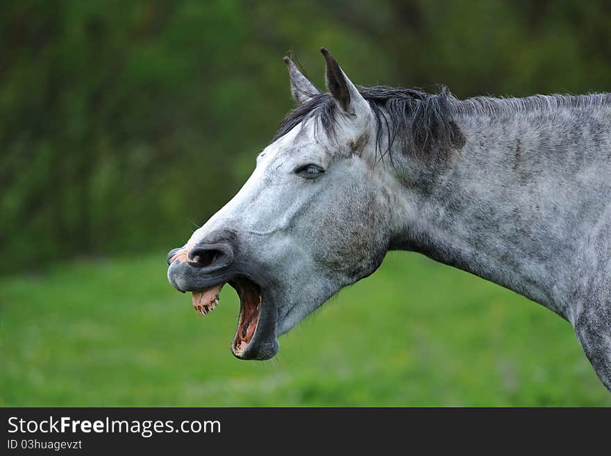 A horse grazing on a green grass