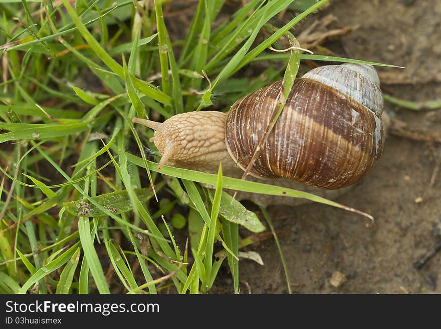 Snail (Helix pomatia) in the grass. Snail (Helix pomatia) in the grass