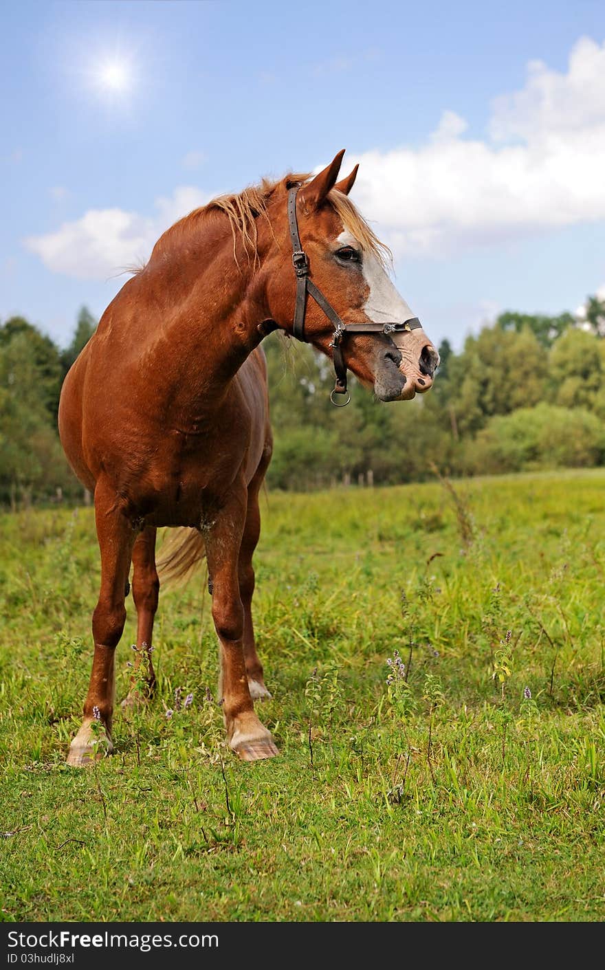 Horse in a natural habitat