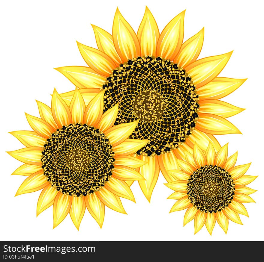 Sunflowers