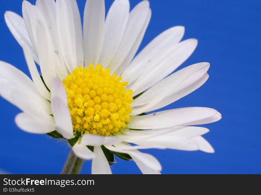 Daisy - macro