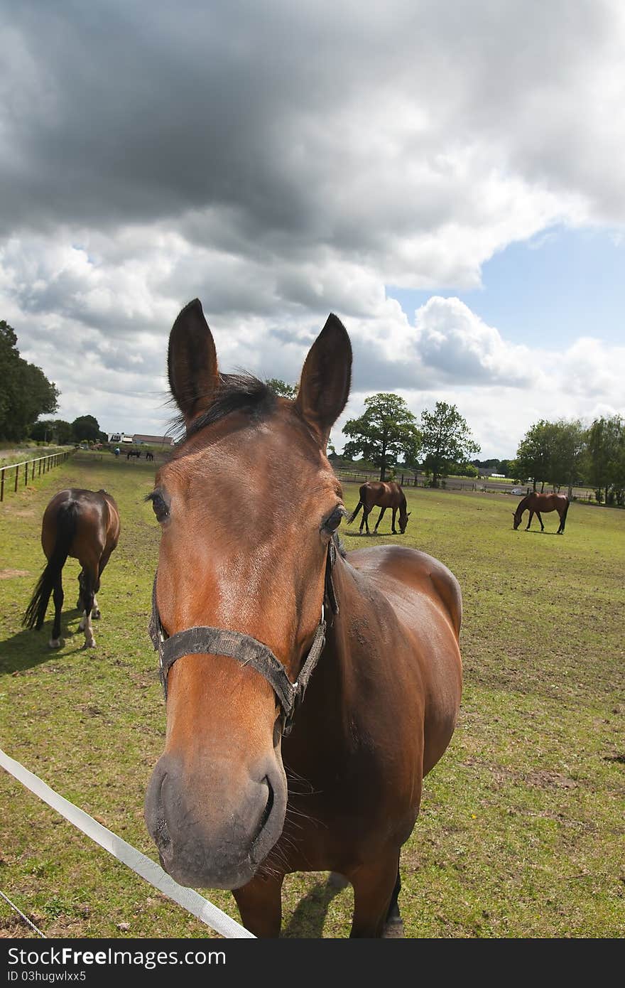 Horses And Clouds