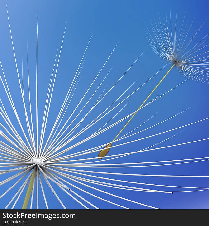 Dandelion parachute on a white background