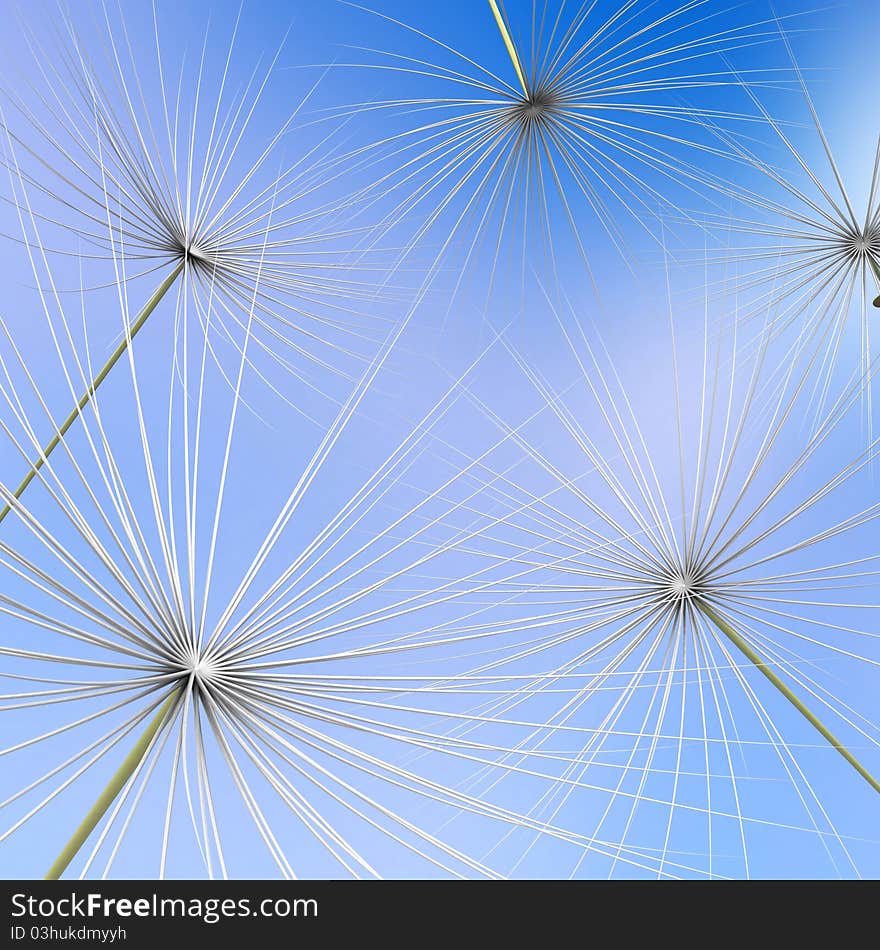 Dandelion parachute on a white background