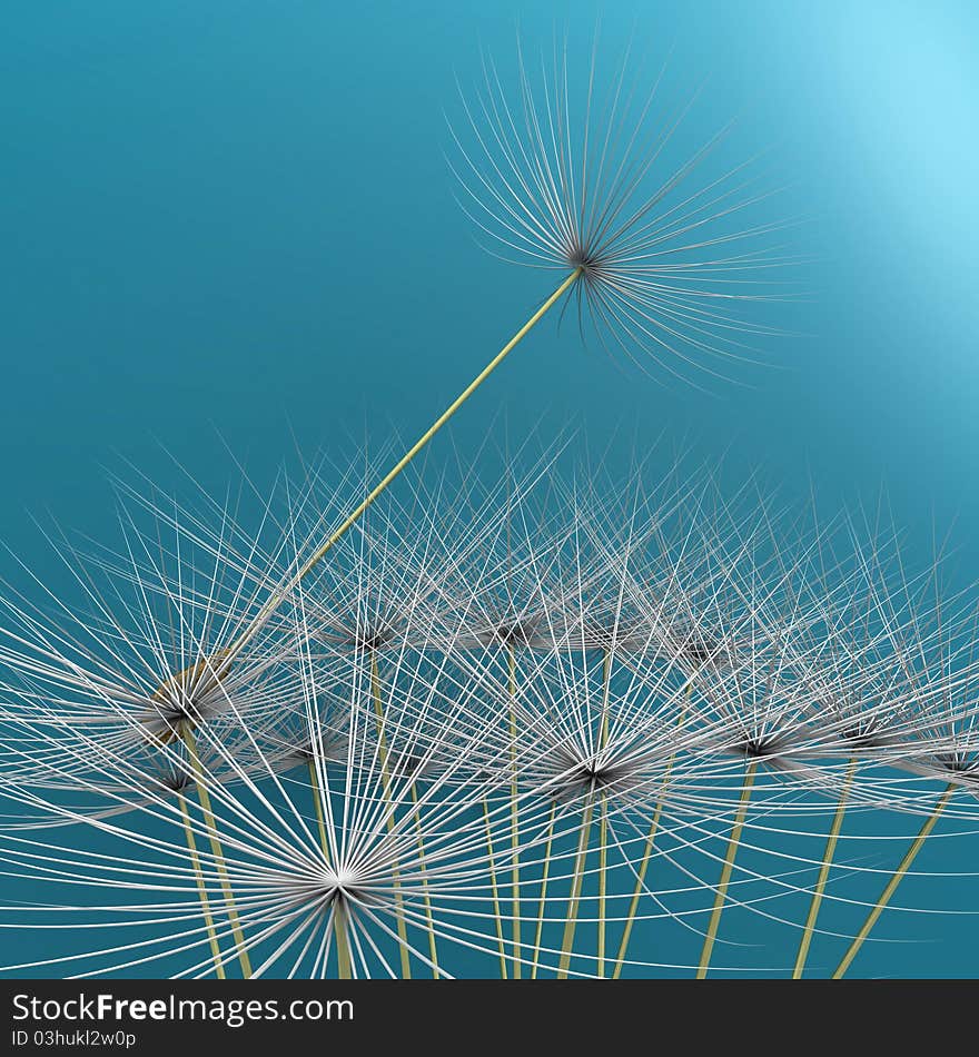 Dandelion parachute on a white background