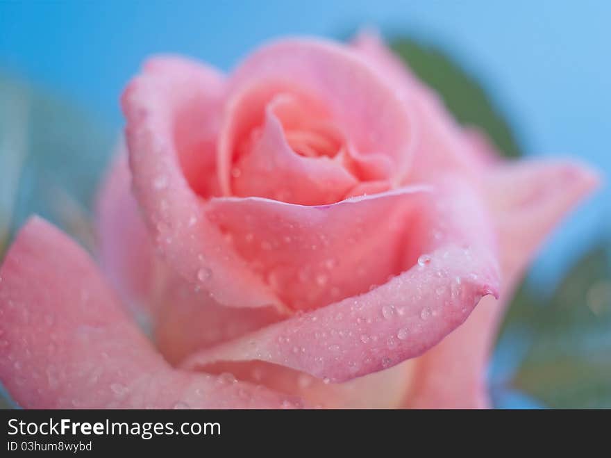 Dew drops on the leaves of pink roses