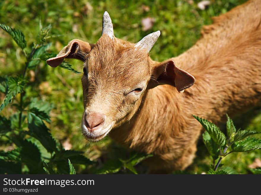 A goat on the meadow.