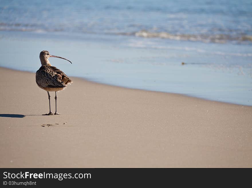 Long-billed curlew, Ventura, California. Long-billed curlew, Ventura, California