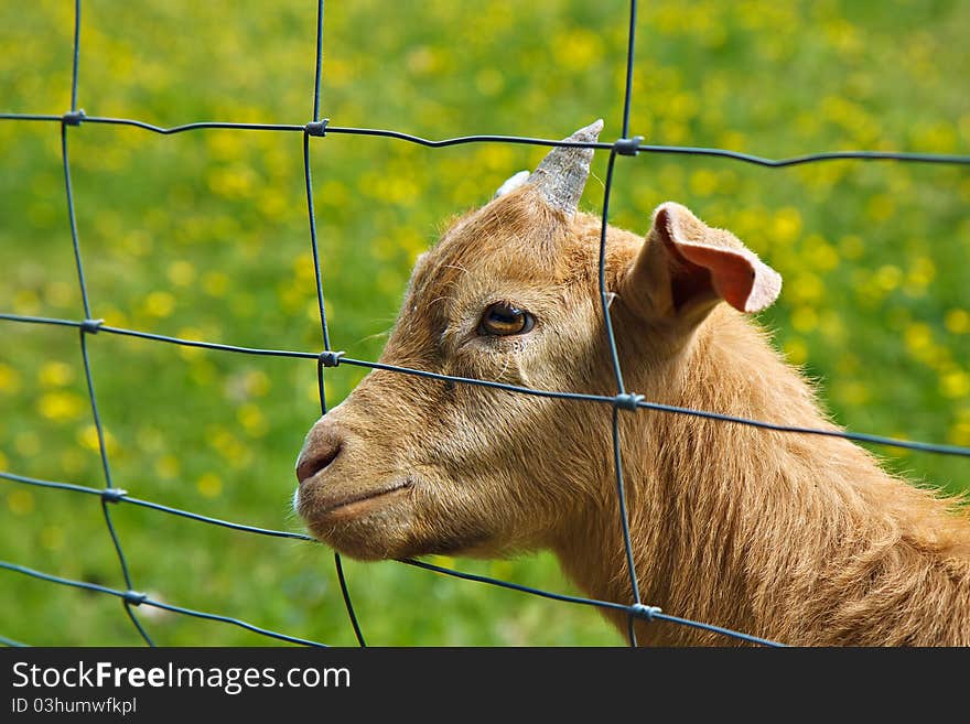 A goat on the meadow.