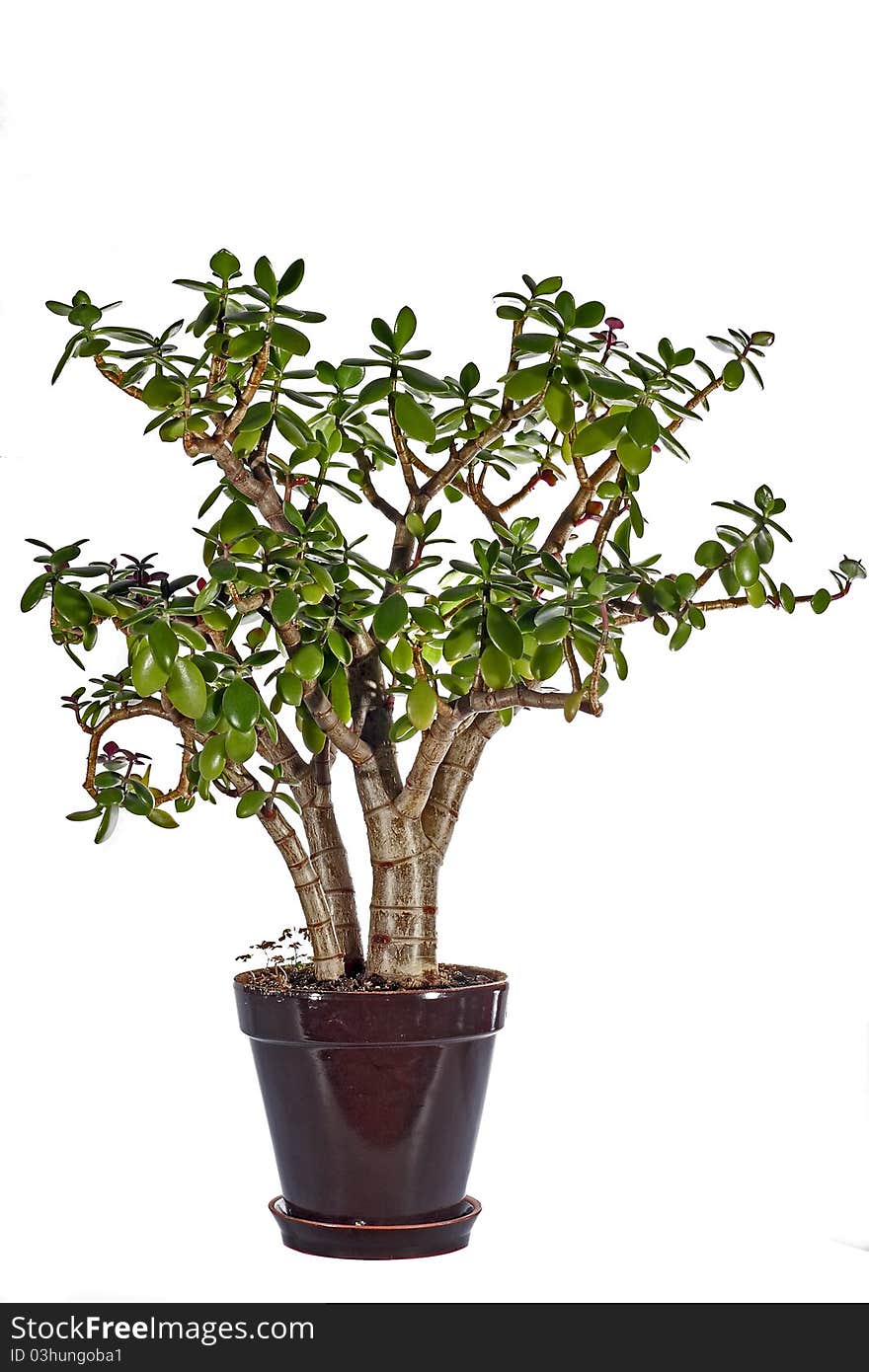 Room tree in a pot on a white background