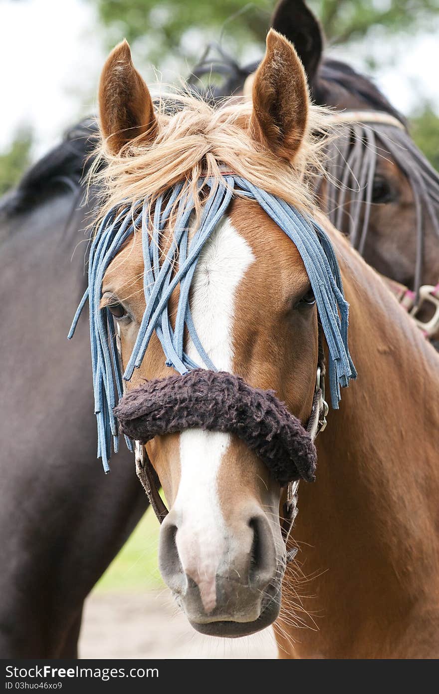 Pair of  horses decorated with hairbands on a farm. Pair of  horses decorated with hairbands on a farm