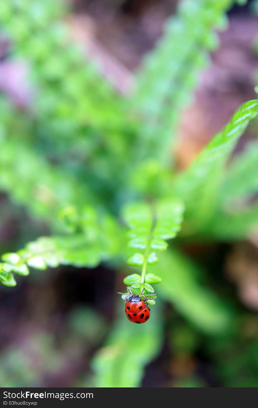 Ladybug on the top of fern leaf