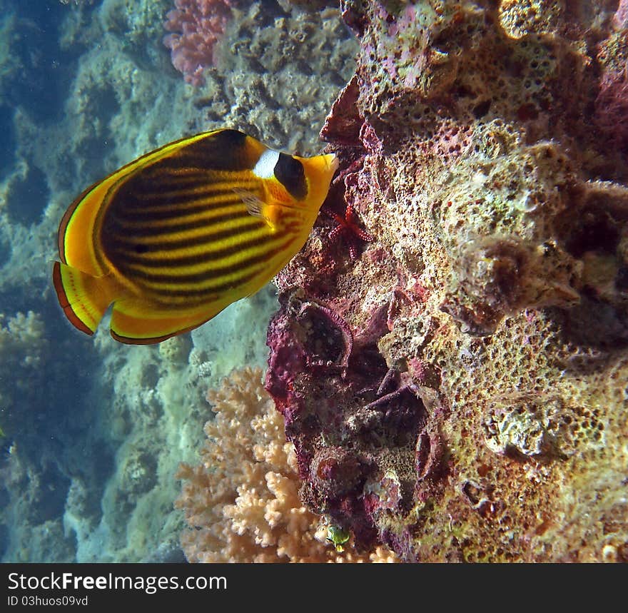 Diagonal Butterflyfish of the Red Sea coral reef