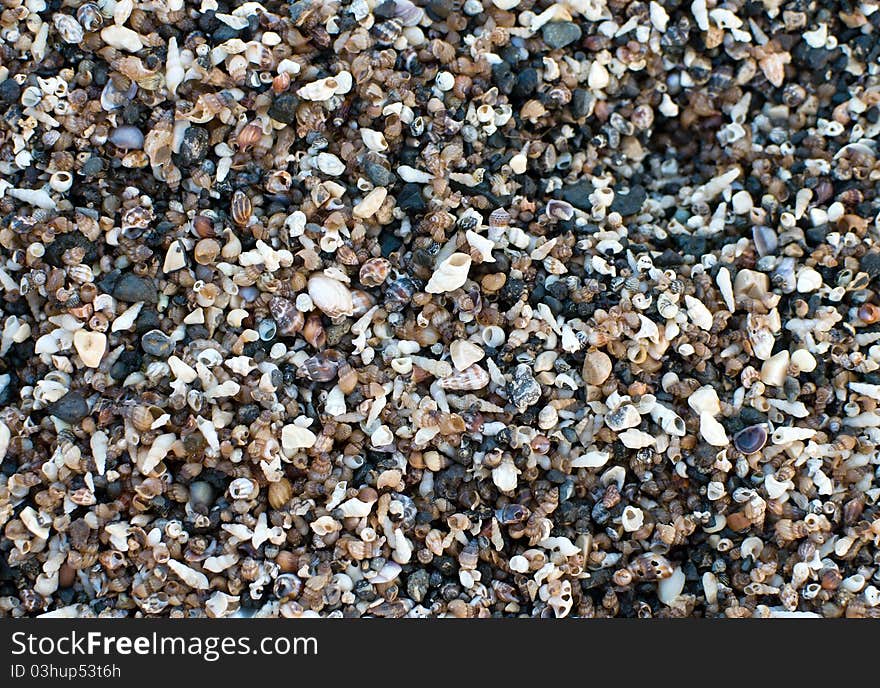 The texture of small shells