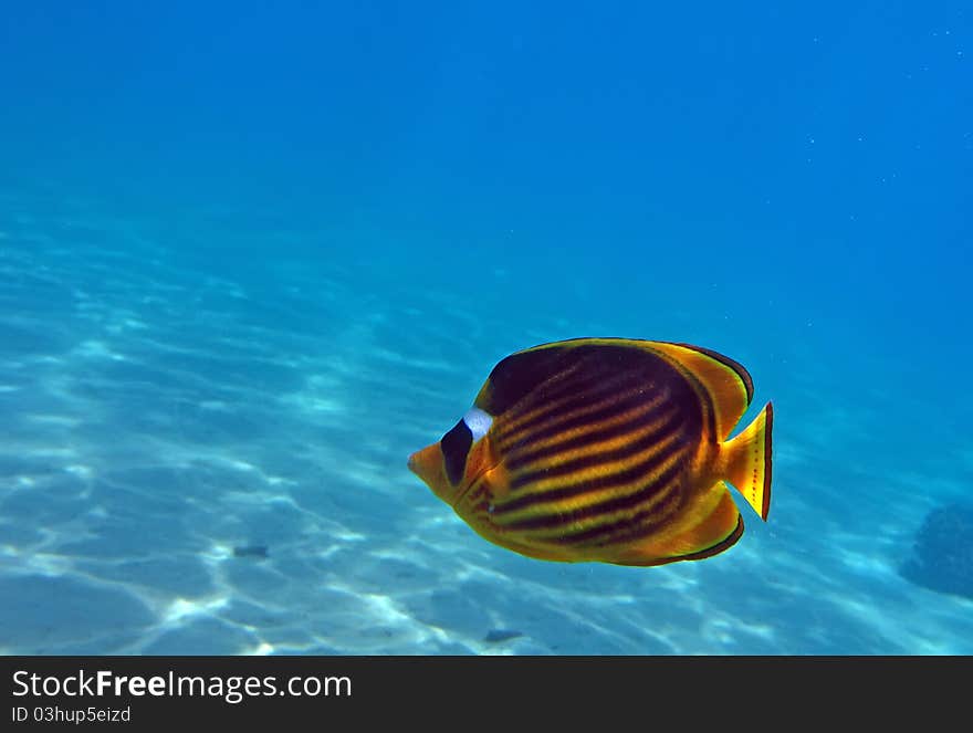 Diagonal Butterflyfish of the Red Sea coral reef