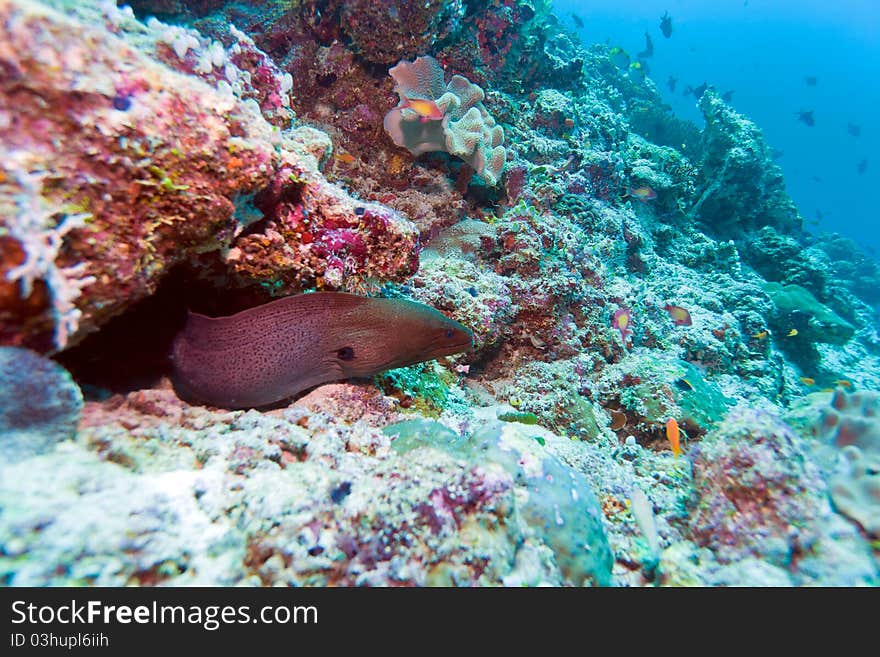 The giant moray