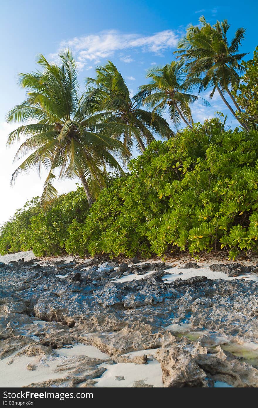 Coast of tropical island