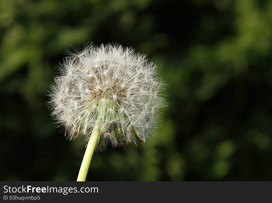 Overblown Dandelion