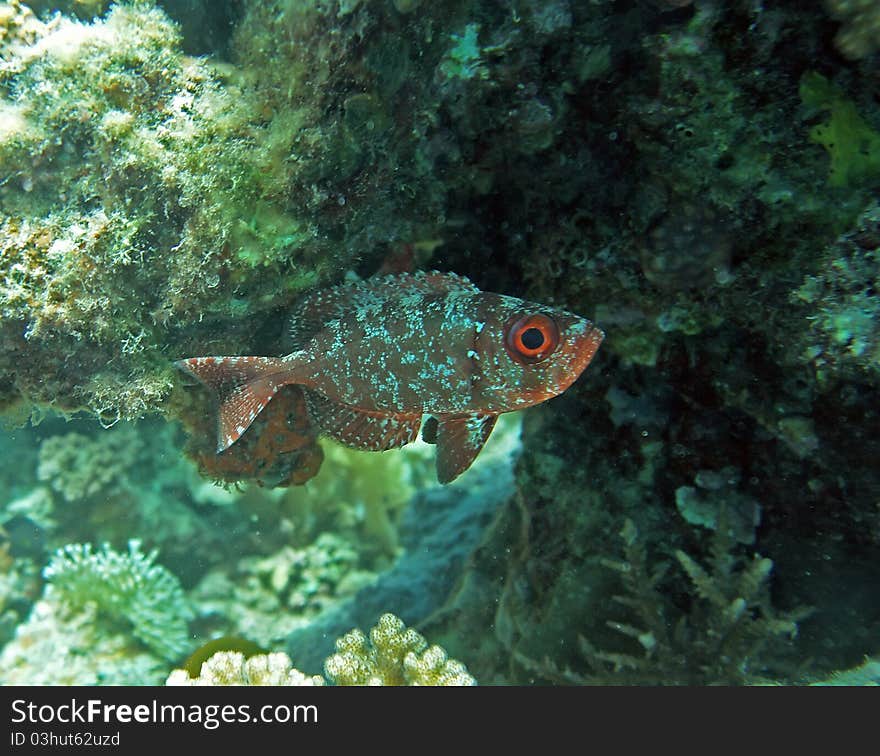 Glasseye snapper at the coral reef