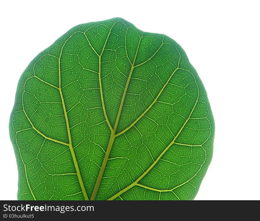 Isolated green leaf close up