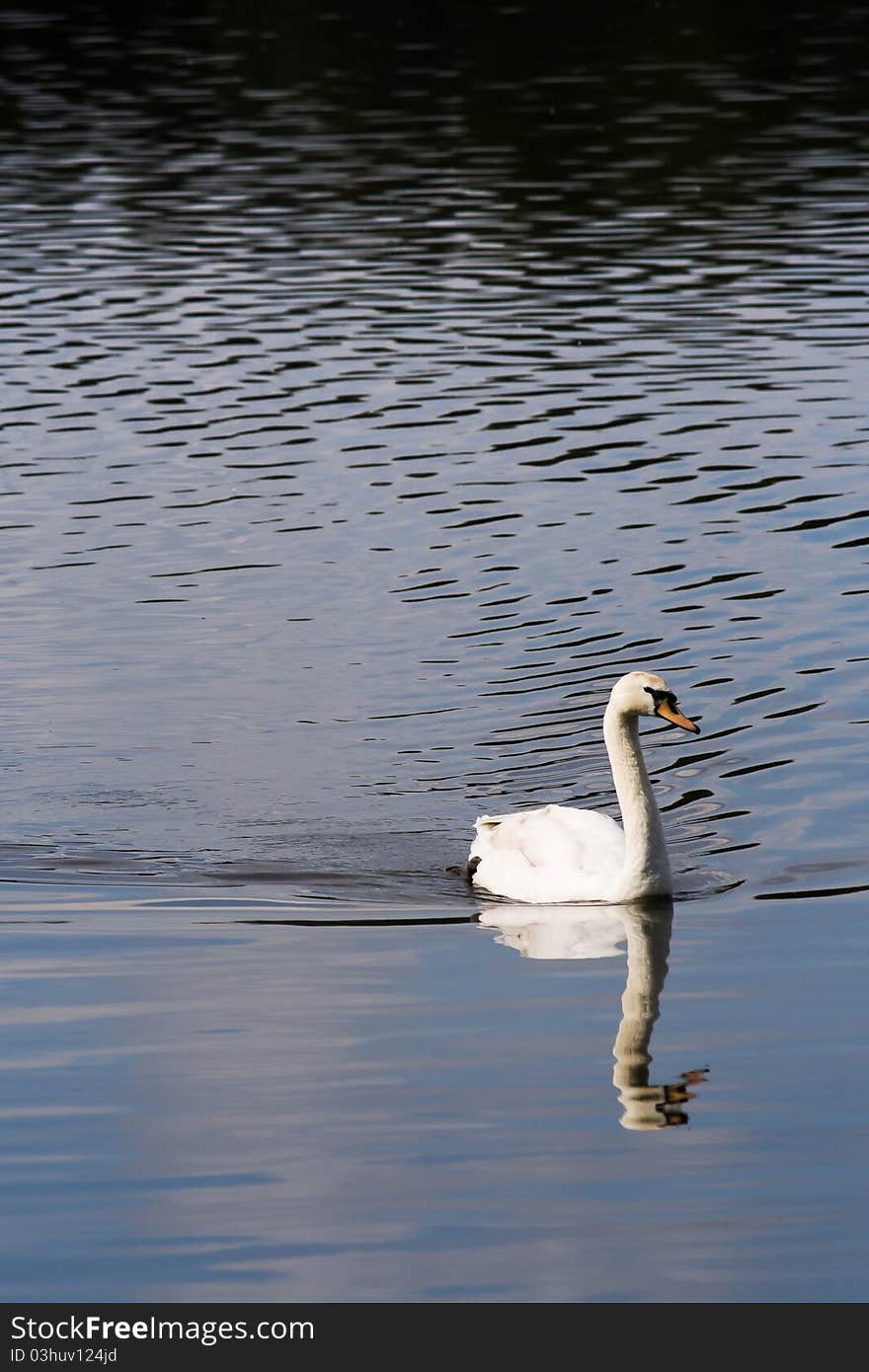 Pretty white swan swimming on the lake