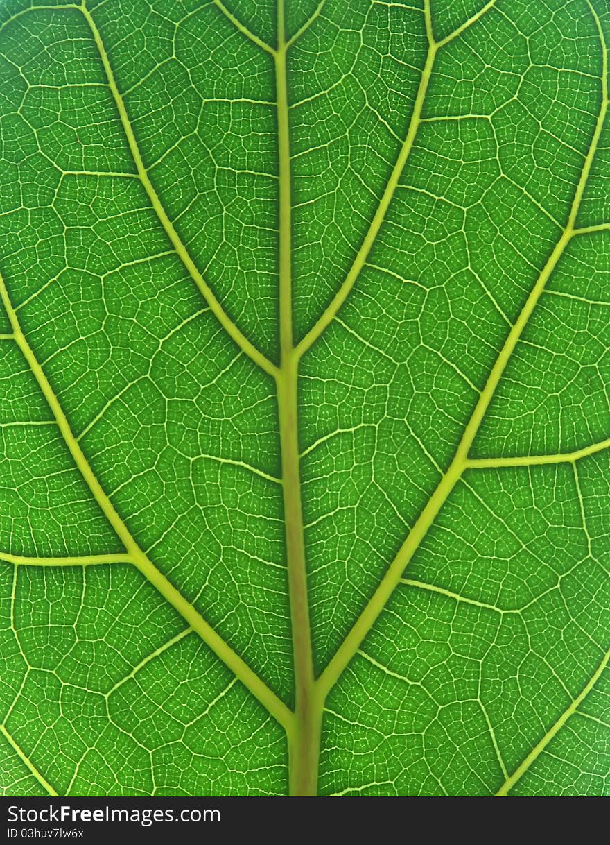 Green Leaf Close Up