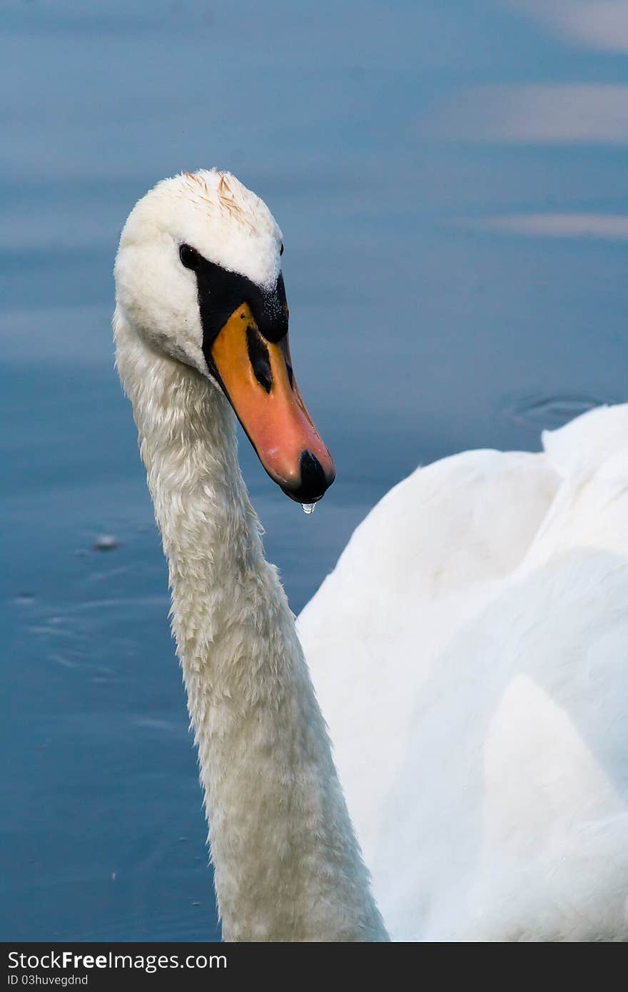 Portrait of a white swan on the lake