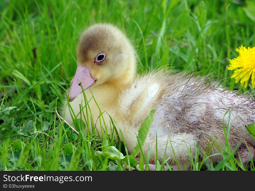 Little gosling sitting in the grass