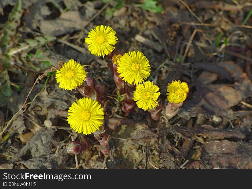 Coltsfoot Flowers