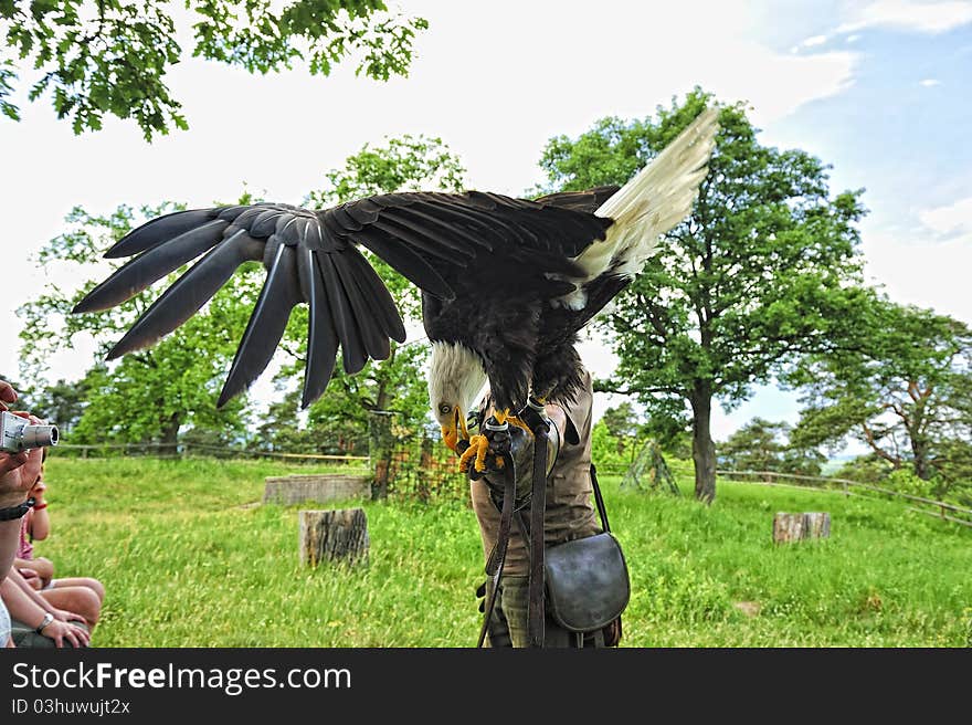 Falconer men carrying a bald eagle on his arm,Burg Regenstein,Germany. Falconer men carrying a bald eagle on his arm,Burg Regenstein,Germany.