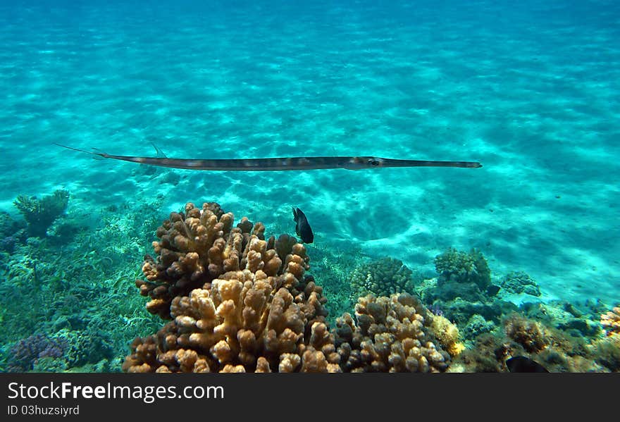 Blue-spotted cornet fish at the Red Sea coral reef