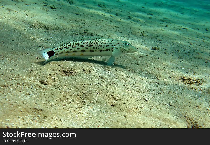 Speckled sandperch at the coral reef