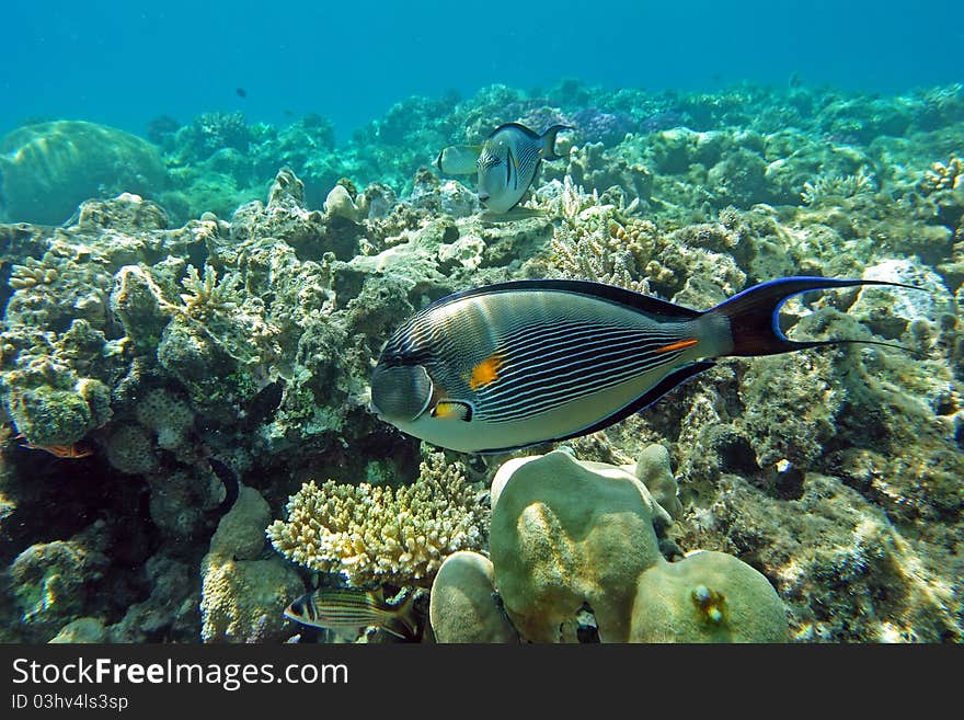 Sohal Surgeon-fish at the red sea coral reef