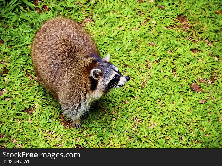 Racoon at Zoo Park