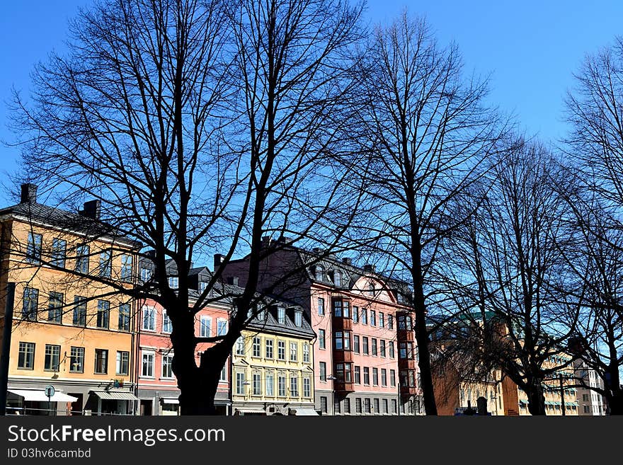 Spring trees in the city of Stockholm. Spring trees in the city of Stockholm