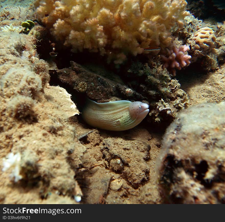 Geometric moray at the Red Sea coral reef. Geometric moray at the Red Sea coral reef