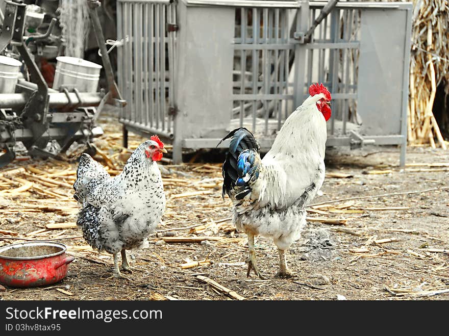 Hens In Rustic Farm Yard