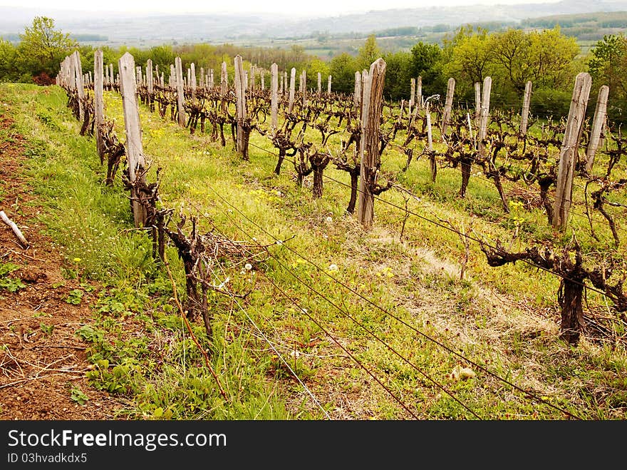 Old vineyard in rural Serbia at spring