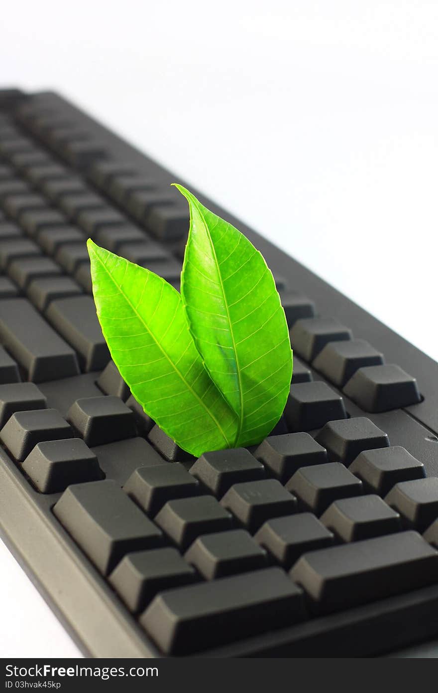 Two green leaf on black keyboard